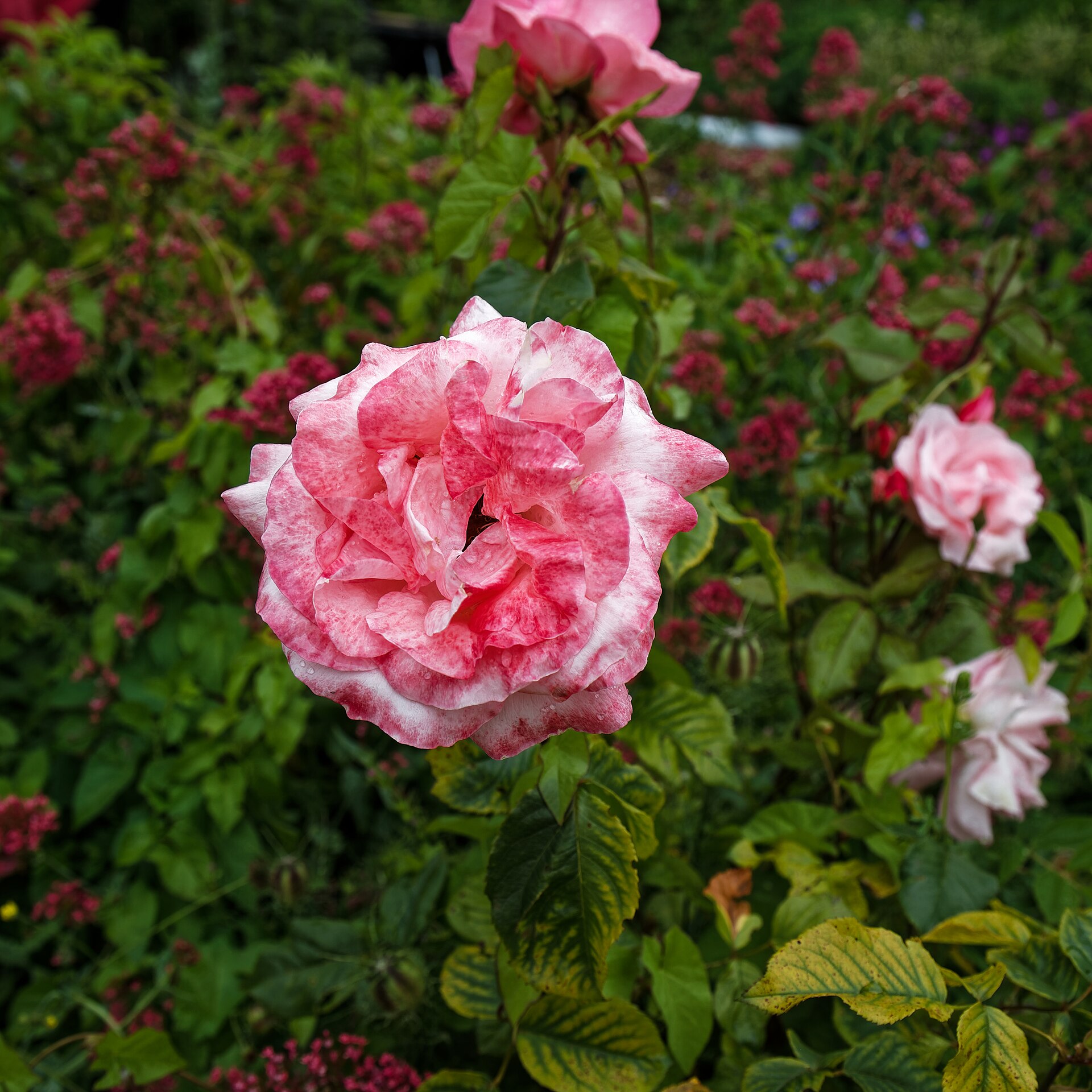 Старо имажине 6€