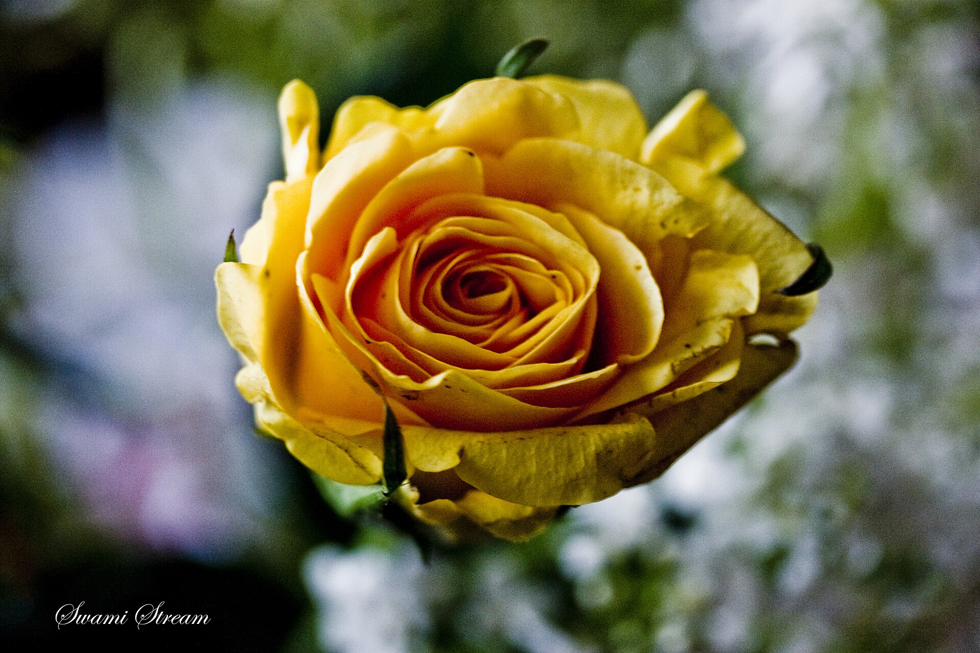 Жълта роза 6€