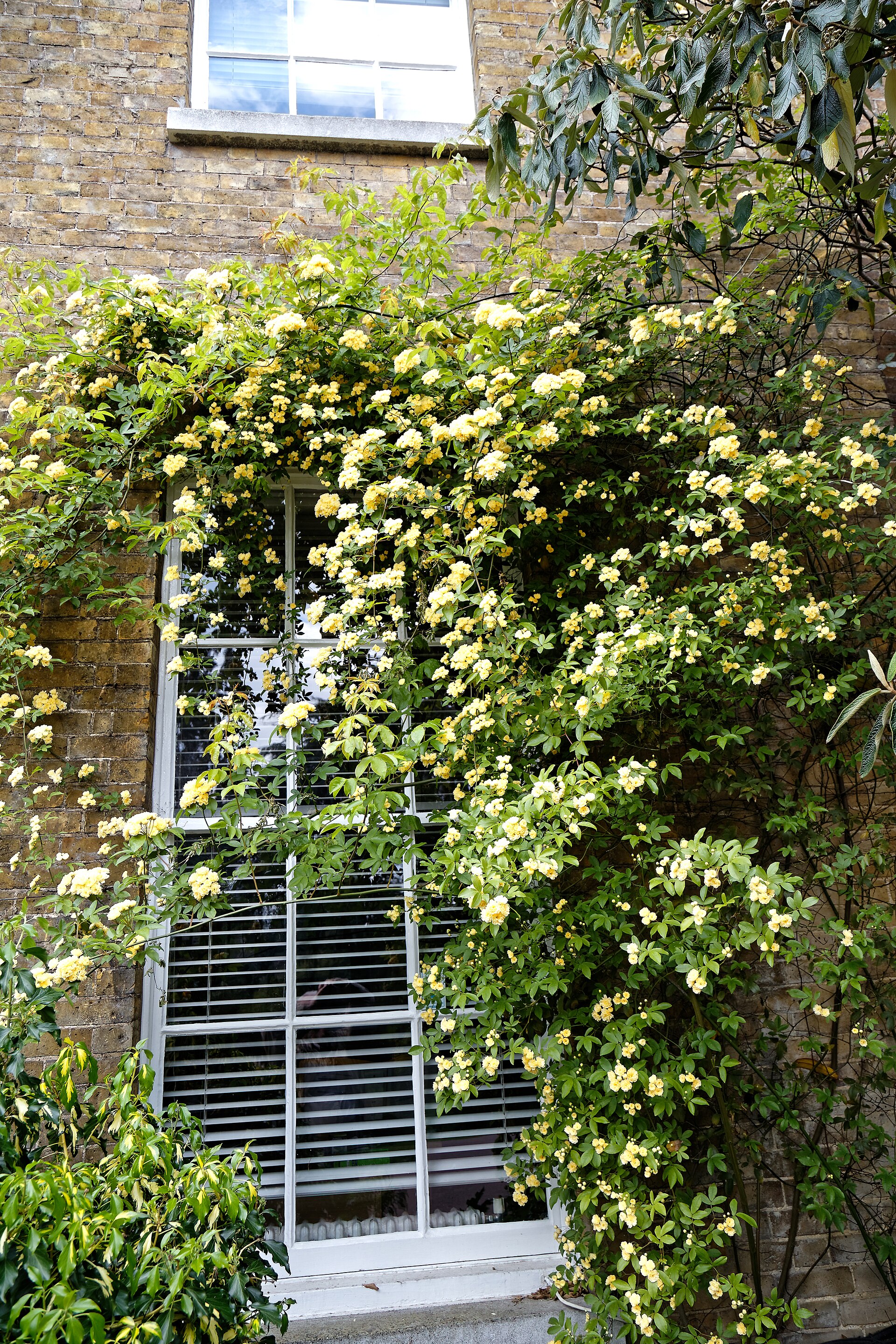 Жълта влачеща 7€