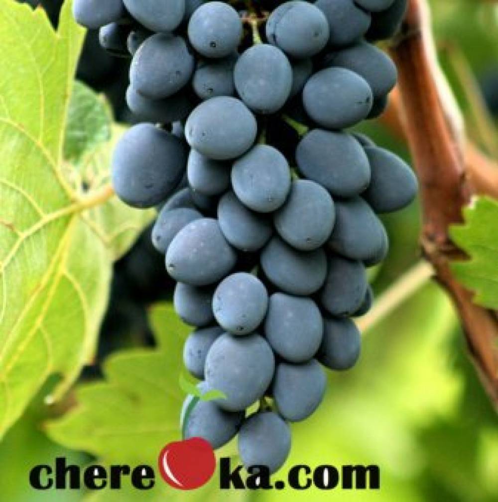 Лозе Молдова 5€