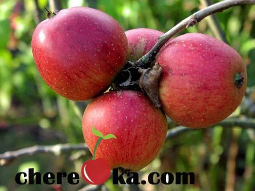 Ябълка Джонатан Голд 7€