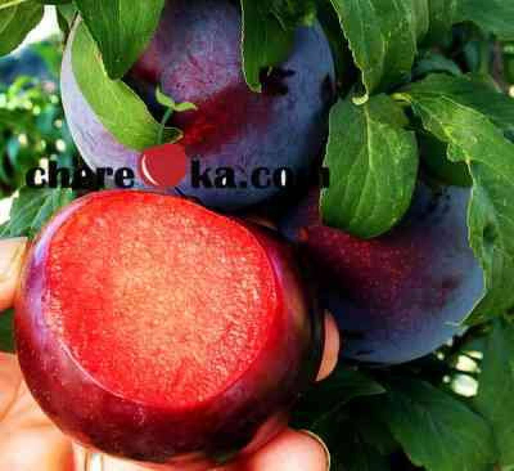 Слива Блек Даймънд 12лв / 6.13€